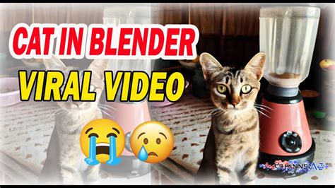 twitter kat in blender|Saw the cat in blender video cant get it out of my mind